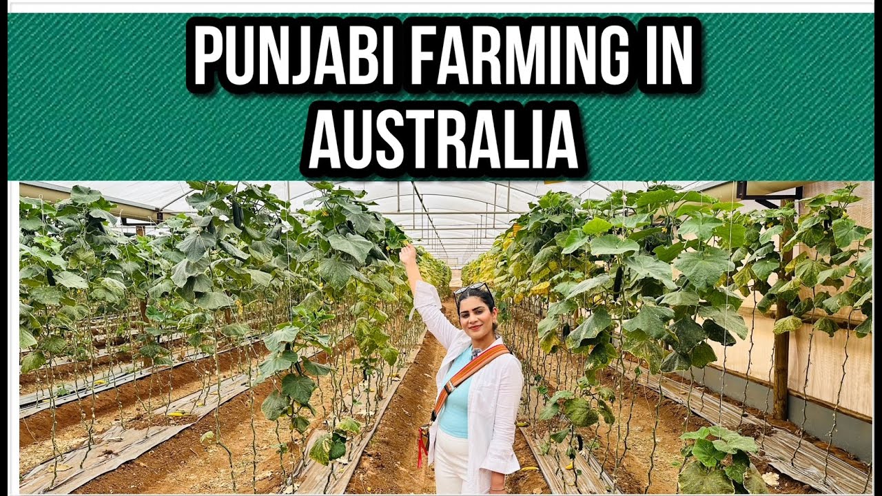 Punjab to Adelaide 🇦🇺 | Mamaji Kivein Karde Ne Farming?