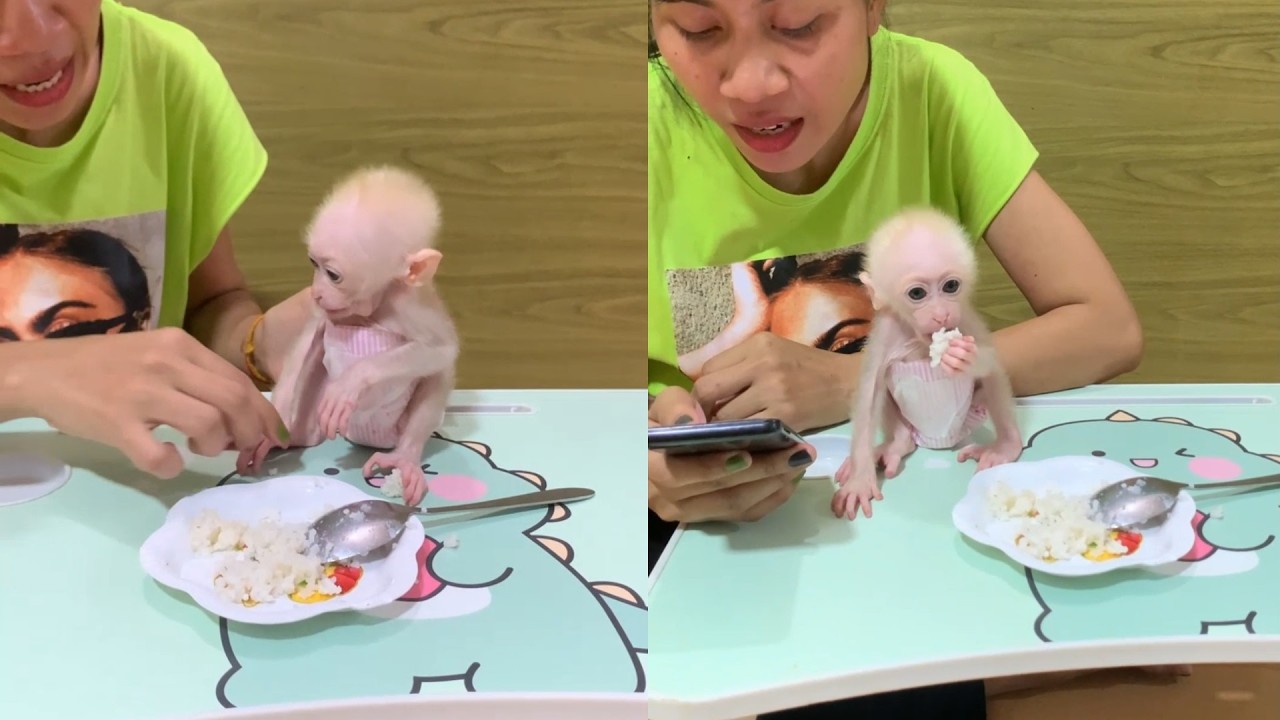 Cutest Dinner Guest! Baby Monkey Eating at a Little Table 🍽️