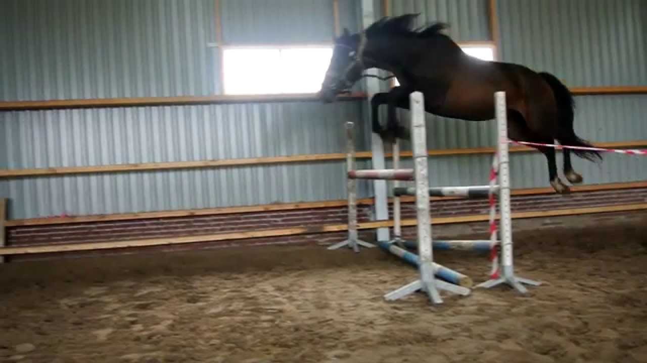 Showjumping Horses Stal Ermelo