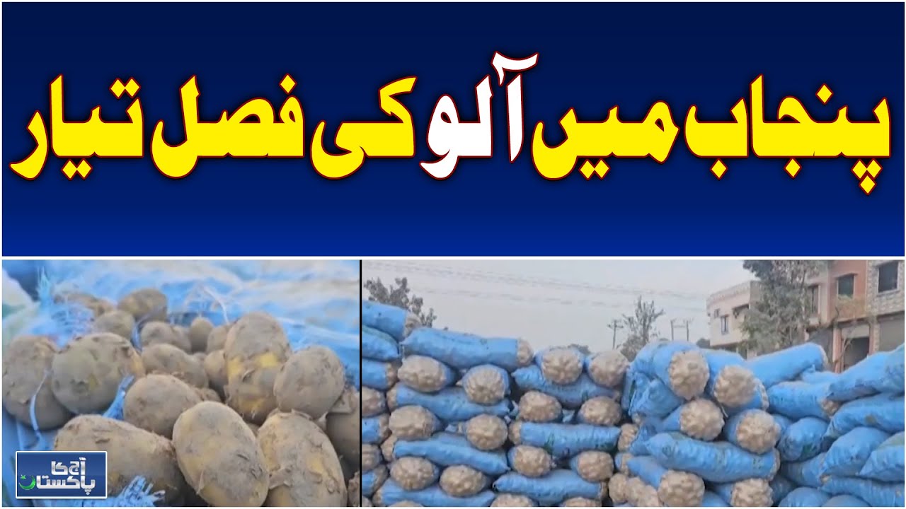 Potato Harvest Punjab | Okara Farming Updates | Afghan Border Impact - Aaj Pakistan News