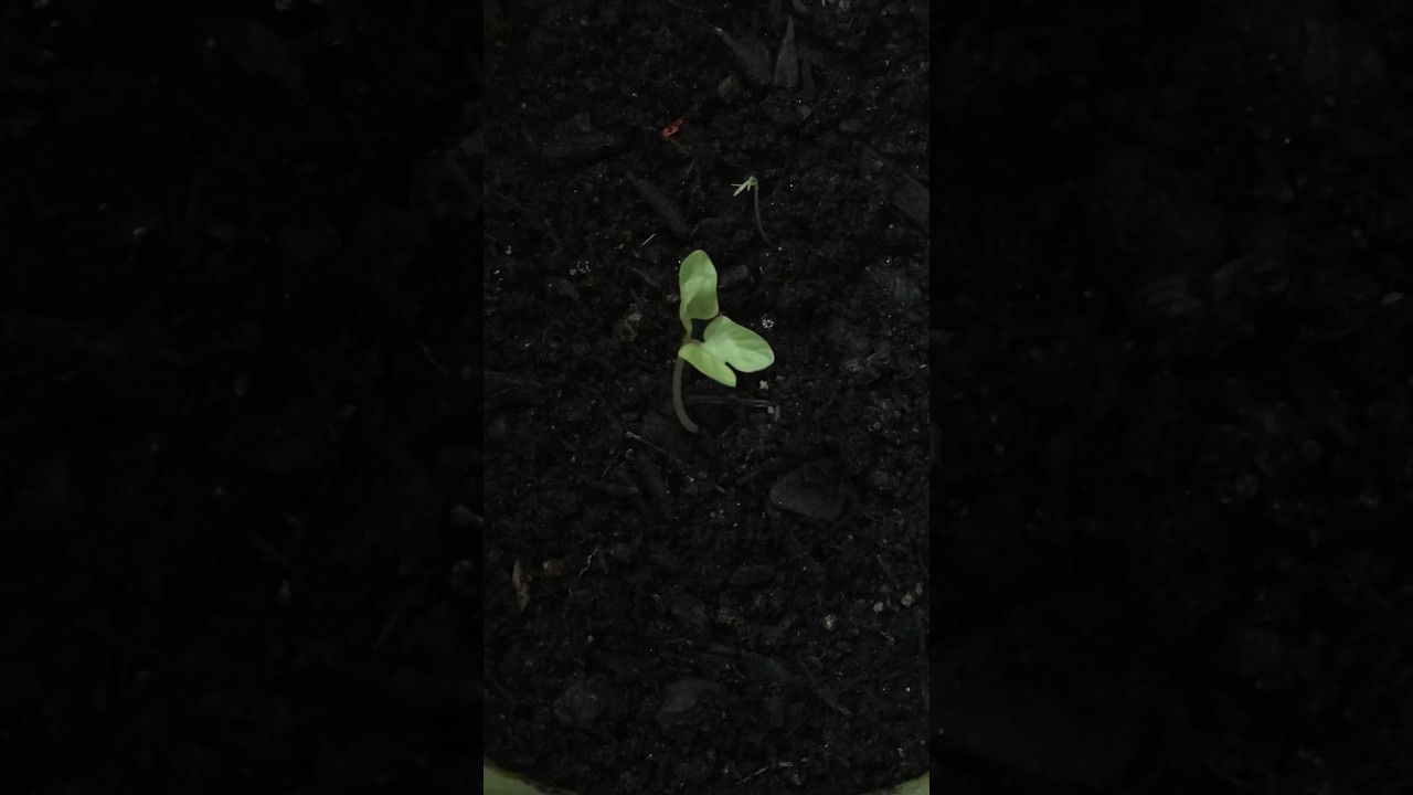 Seed growing in plant from soil