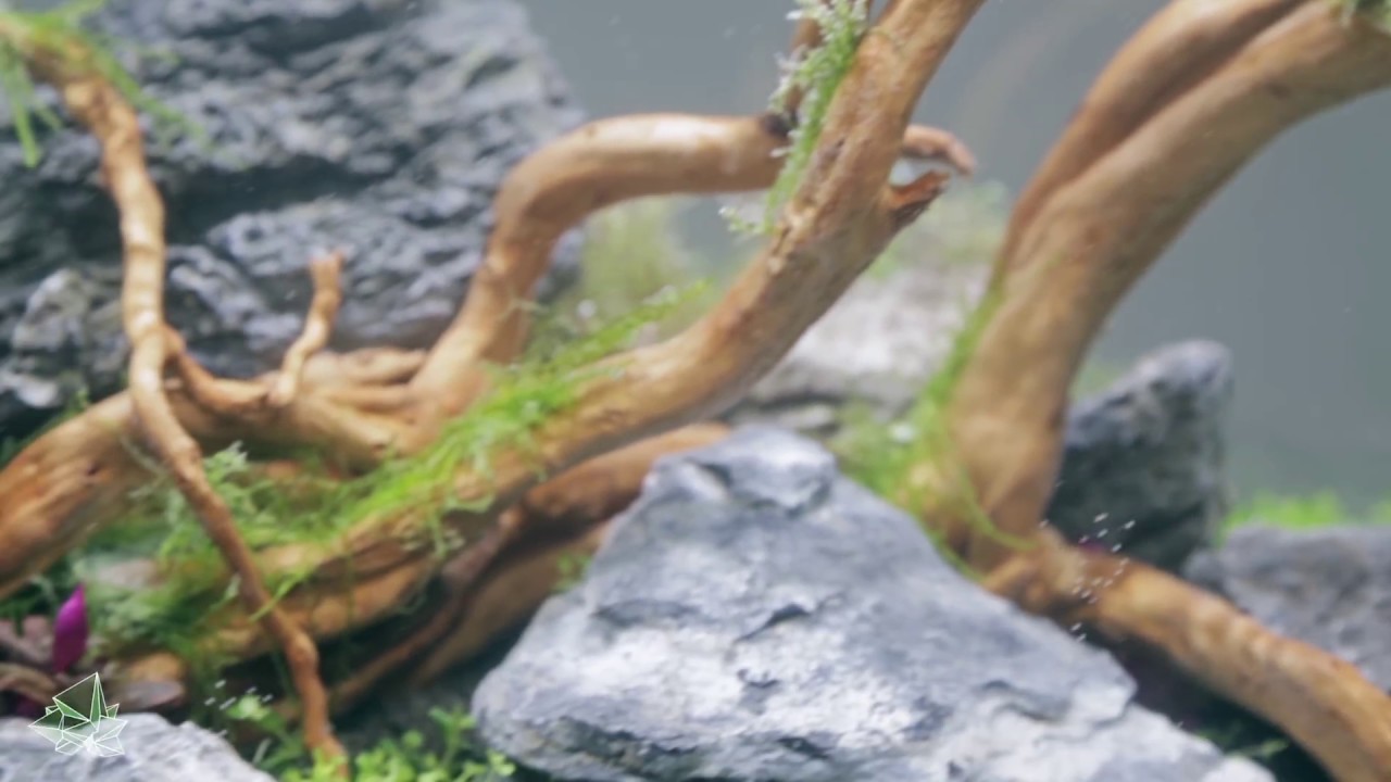 Jessica Runde  geiles Aquascaping Timelapse