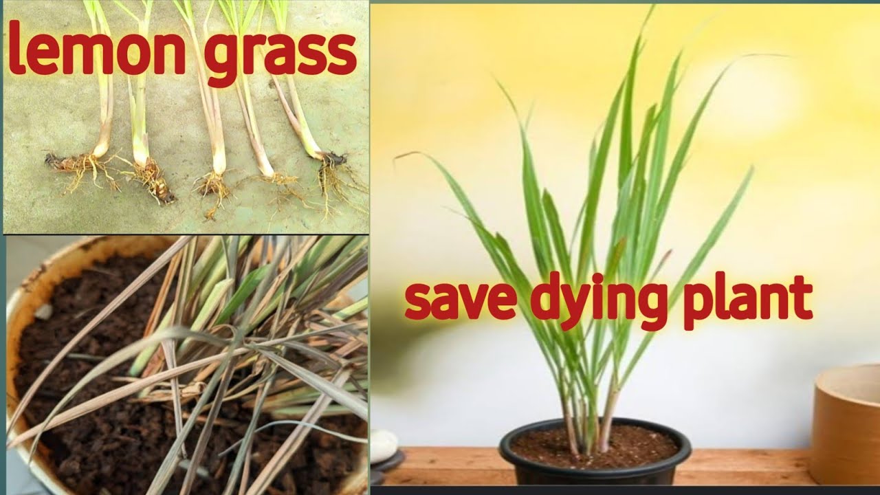 how to save dying lemon grass 🌿