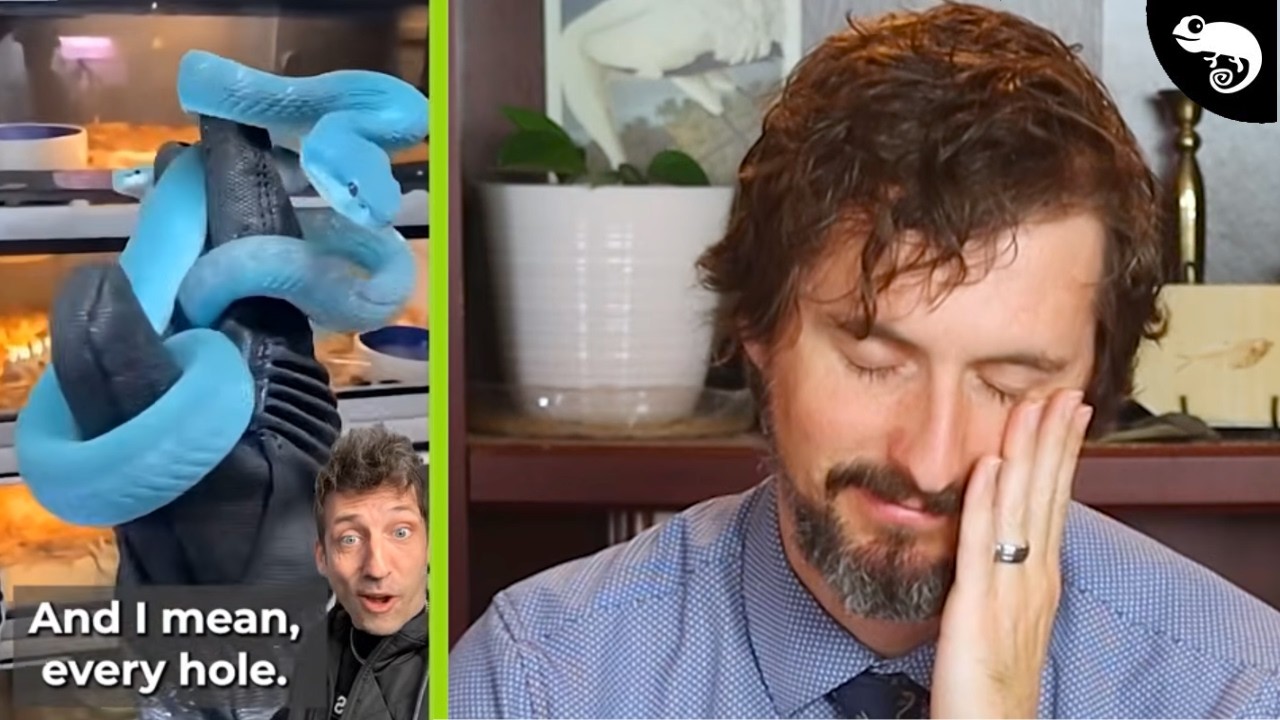 Zoologist Reacts to TERRIBLE (and Terribly Viral) Reptile Videos