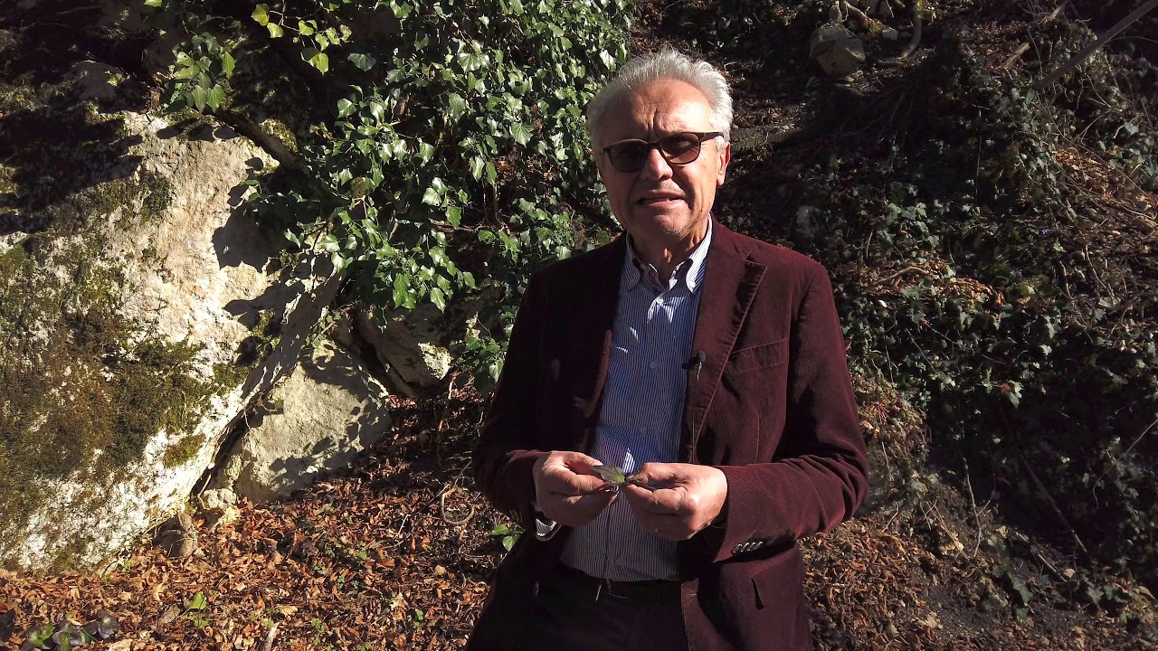 Hepatica triloba, pianta di stimolo per la depurazione primaverile del fegato