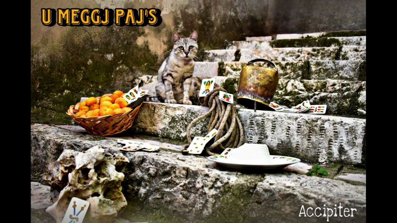 Accipiter - U MEGGJ PAJ'S