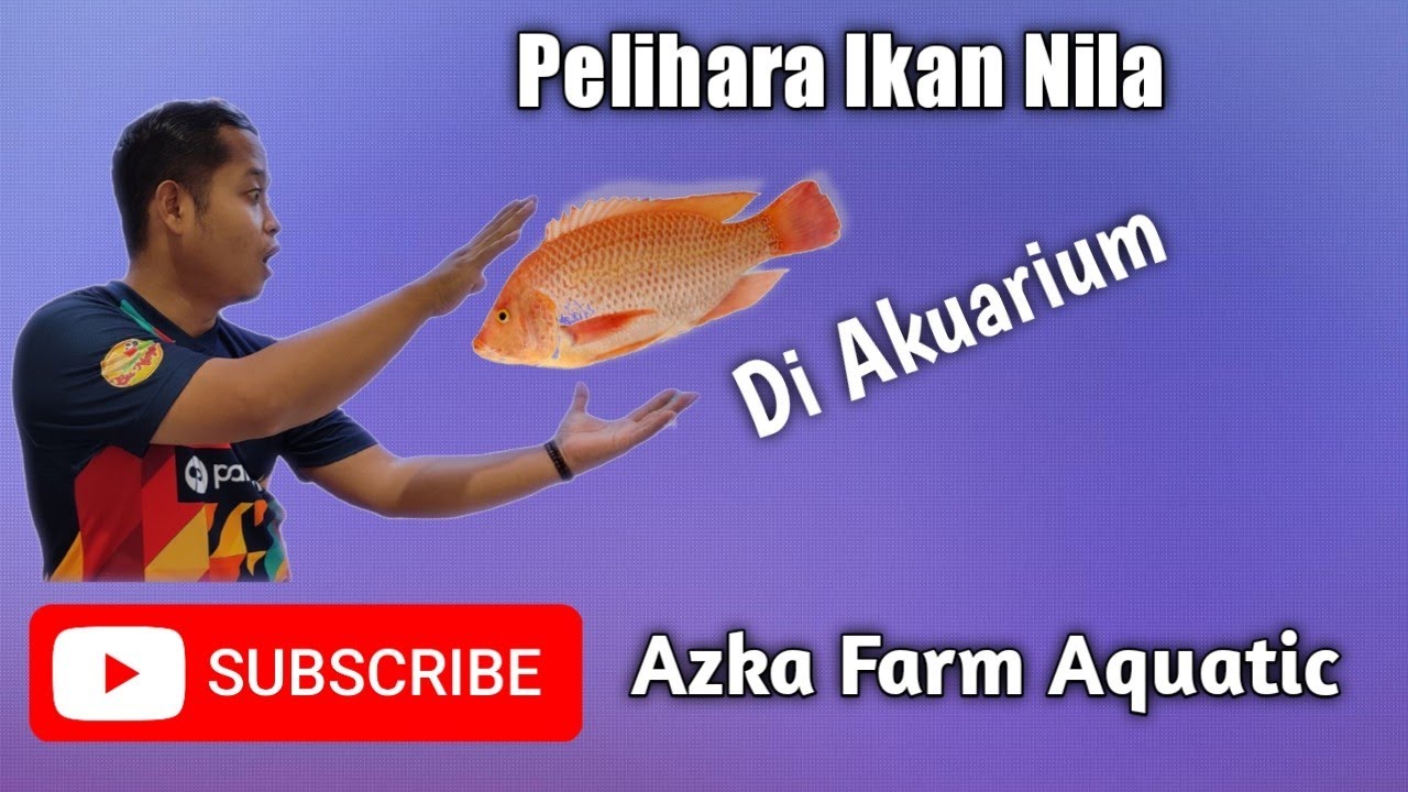 Pelihara ikan Nila di Akuarium Indor mantap pertumbuhannya gak kalah dengan Kolam