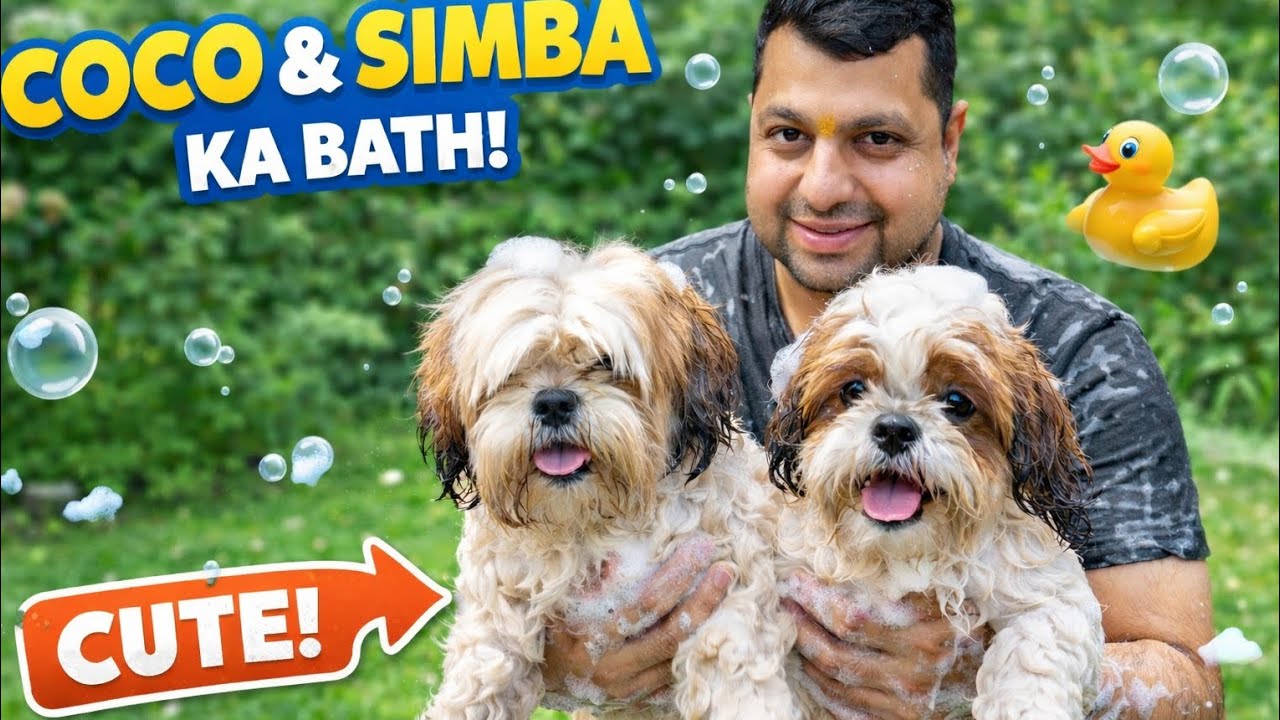 Double Shih Tzu Spa Day 🫧🐶 Coco Aur Simba Ne Machaya Hungama!#CocoAndSimba#ShihTzuLove#DogBath