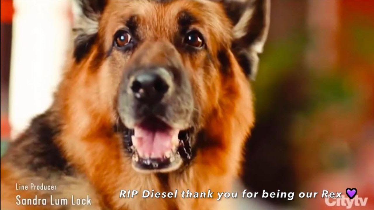 Tribute to Diesel - Thank you For being Our Rex 💜