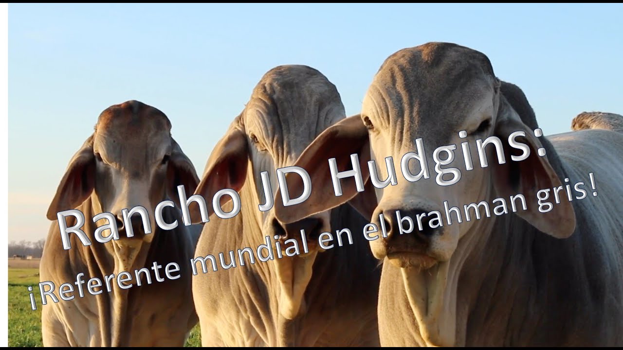Rancho JD Hudgins: ¡Referente mundial en el brahman gris!