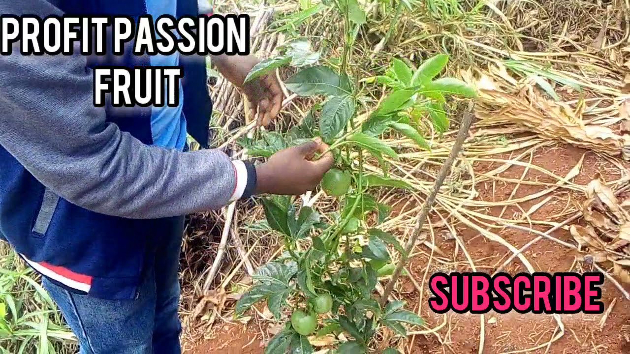 PASSION FRUIT FARMING, HOW TO PRUN full video part 1