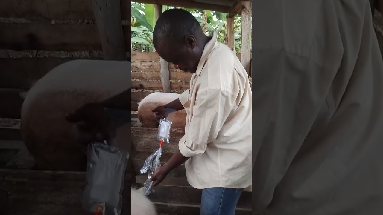 How to do Artificial insemination 