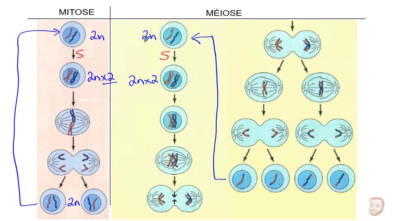 Mitose vs Méiose