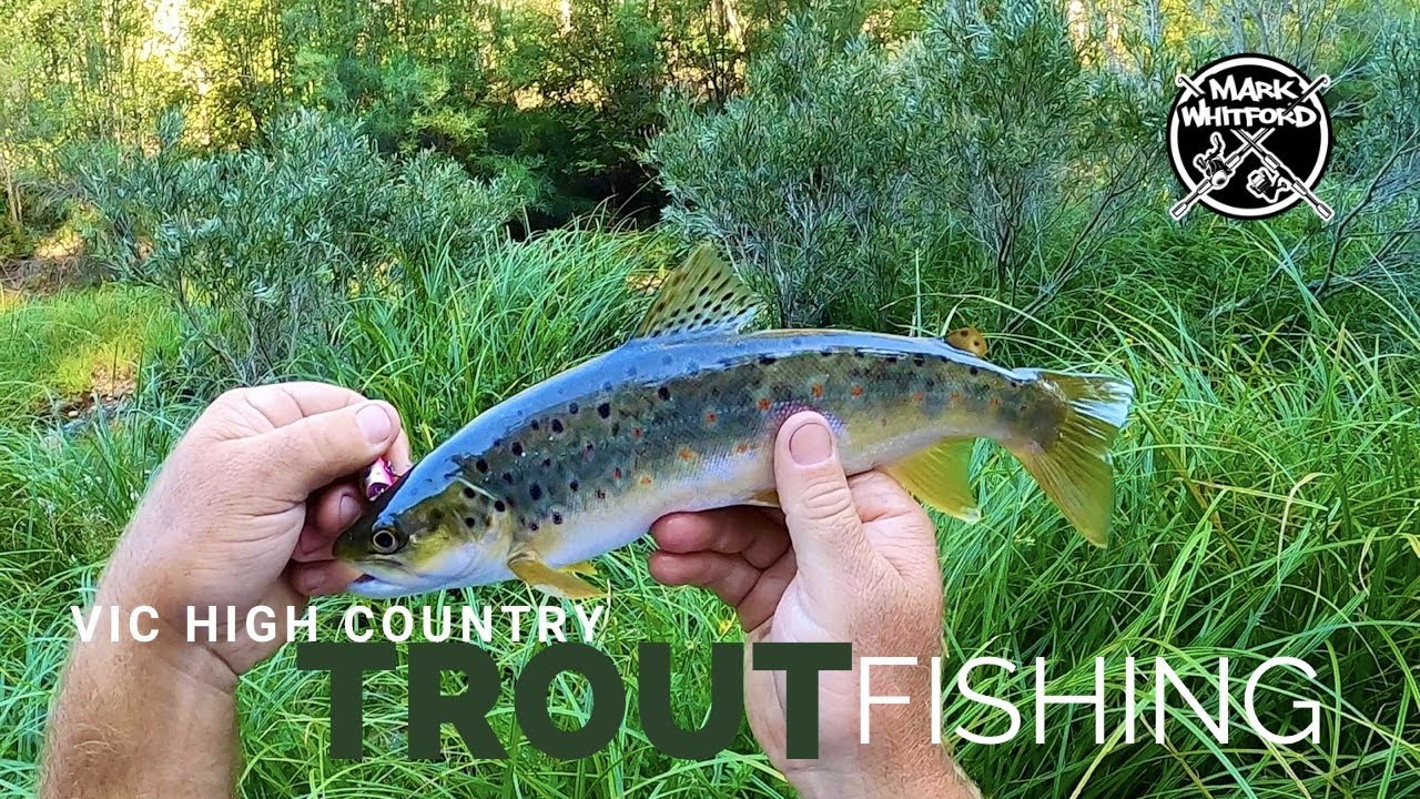 Vic High Country Trout