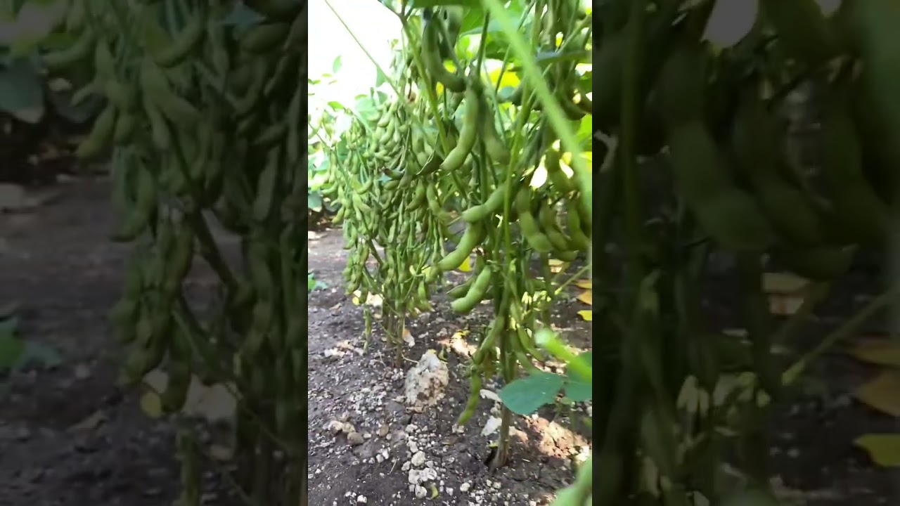 Kacang kedelai ini buahnya sangat lebat