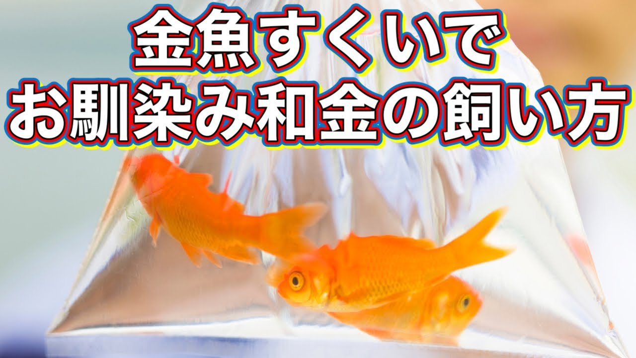 【金魚の飼い方】初心者でも失敗しない！和金の基本ケアガイド