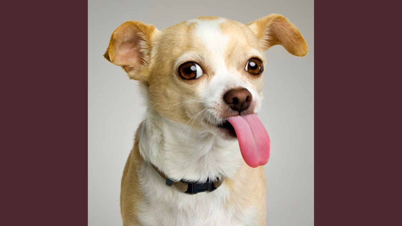 Tom's Dog (asdfmovie5 theme)