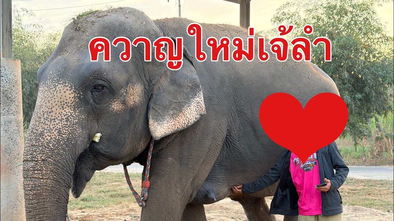 ควาญใหม่เจ้ลำ เขาคือใคร🤣