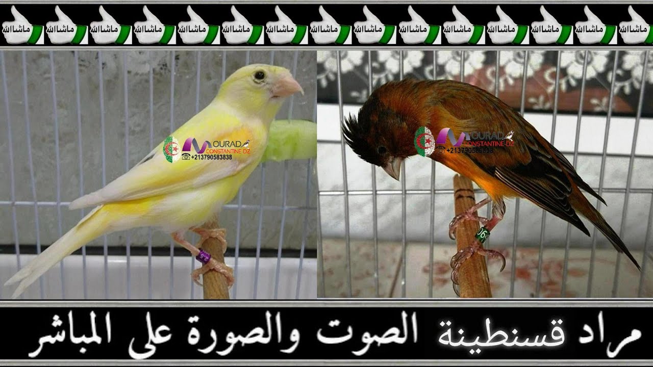 مراد المايسترو والفنان لا ينتهي عنده الإبداع  شاهد و استمتع مع انتاج  الهجين الحسون الاحمر 2022