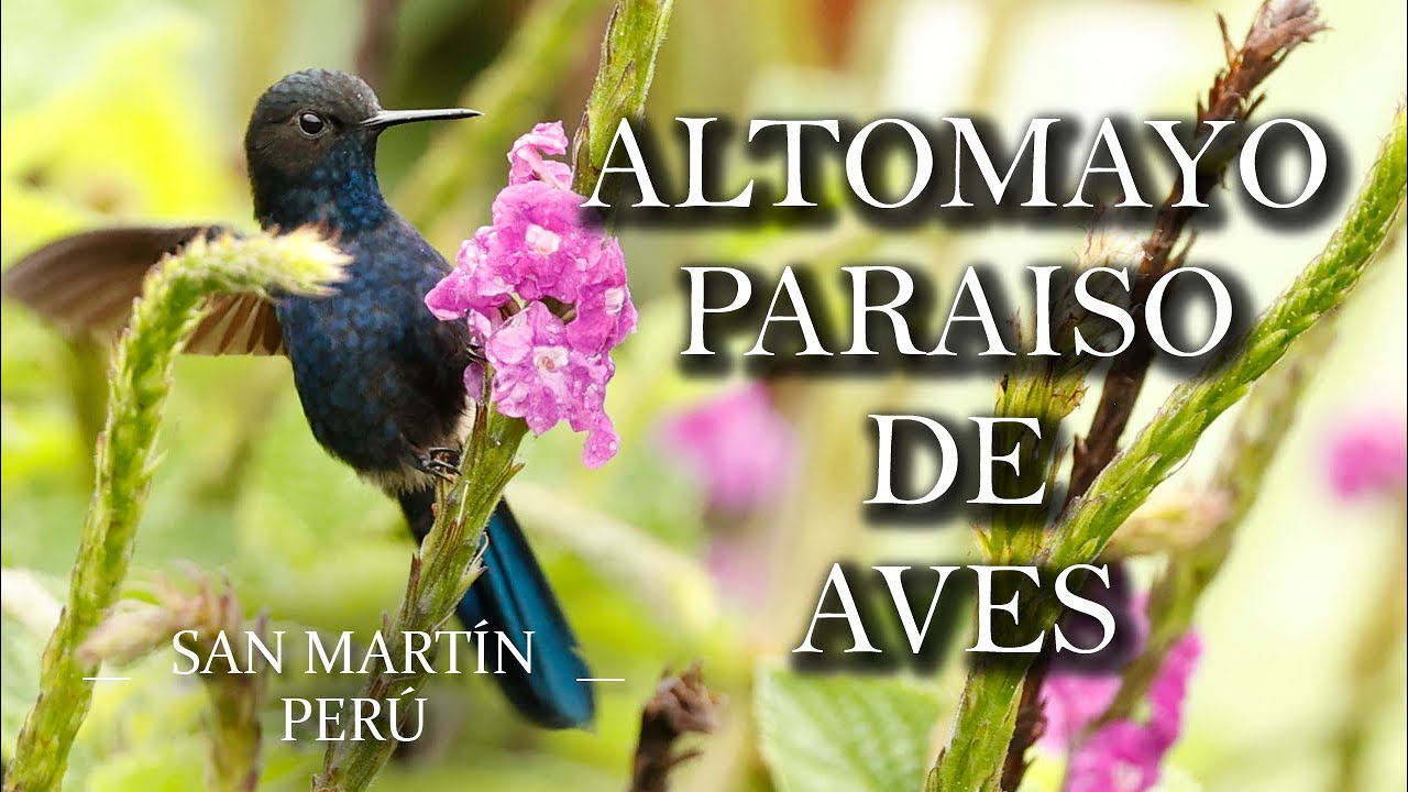 Altomayo, Paraíso de aves en el norte del Perú.