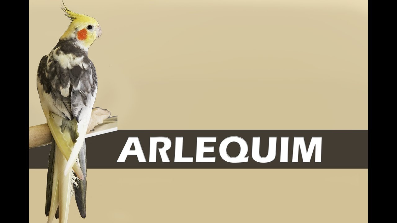 Venha conhecer mais de perto a mutação ARLEQUIM