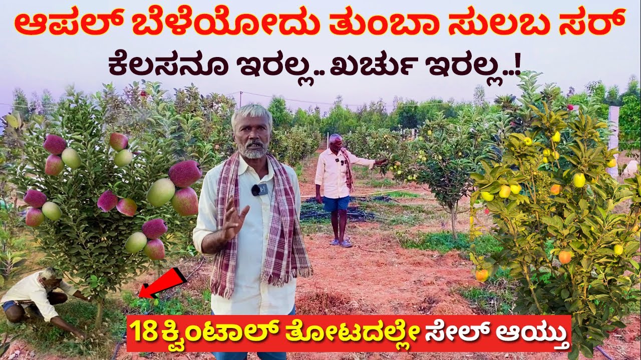 ಆಪಲ್ ಬೆಳೆಯೋ ಟೆಕ್ನಿಕ್ ಹೇಳಿದ ಆಪಲ್ ರೈತ | How to start Farming in Karnataka Apple krushi farmer Kannada