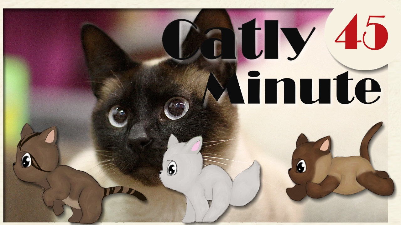 Leckerlie-Check: Dentabogi  - Catly Minute - 45 - mit Miri
