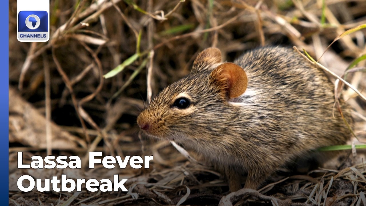 Lassa Fever Outbreak: Plateau Records 4 Fatalities, 3 Confirmed Cases