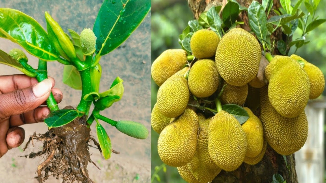 How To Grow A Mini Jackfruit Tree At Home | Jack Fruit Trees Propagation