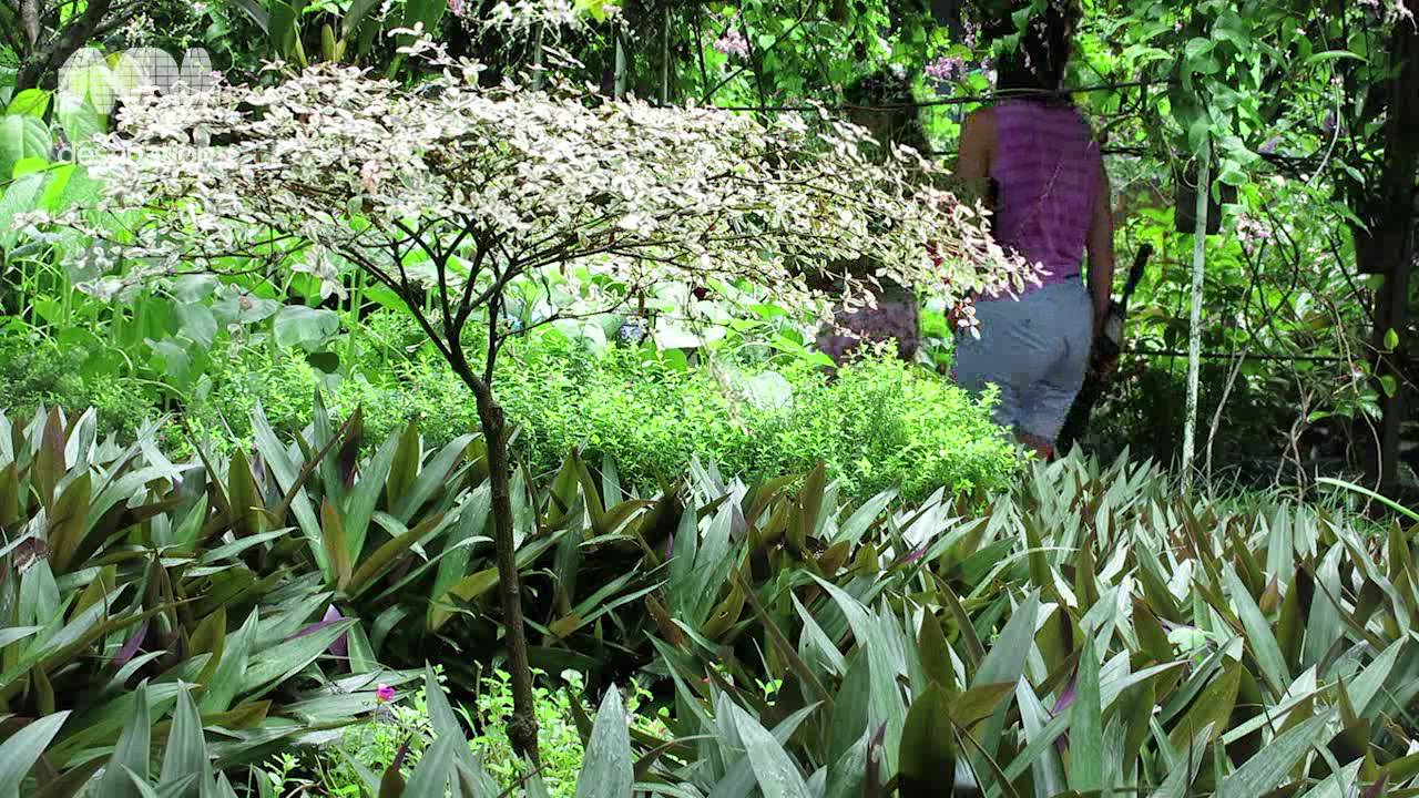 Phuket Butterfly Garden & Insect World - Phuket