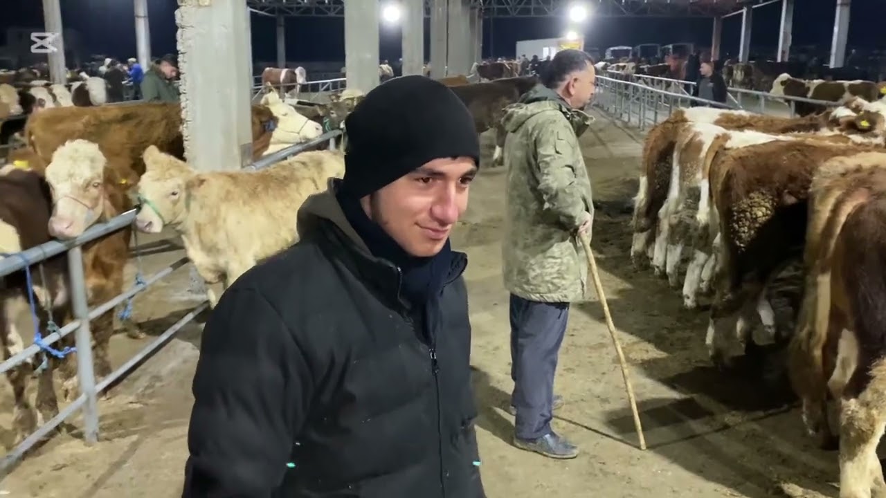 SORGUN CANLI HAYVAN PAZARI .! 60 BİN,E 70 DÜVE KİLİS’E .!!! #YOZGAT