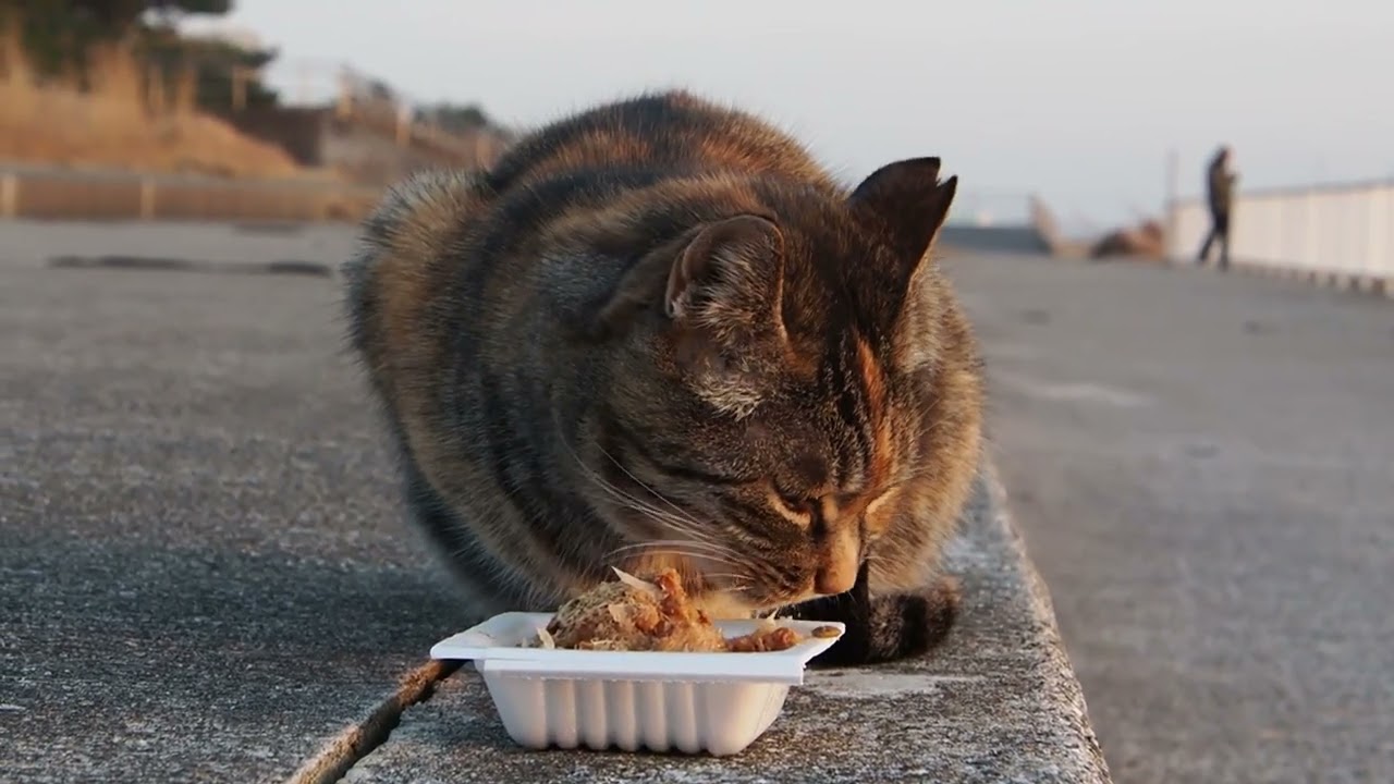 地域猫の暮らし2026/01/19 歌舞伎,シャー,グー,ママ,野鳥,海,夕陽