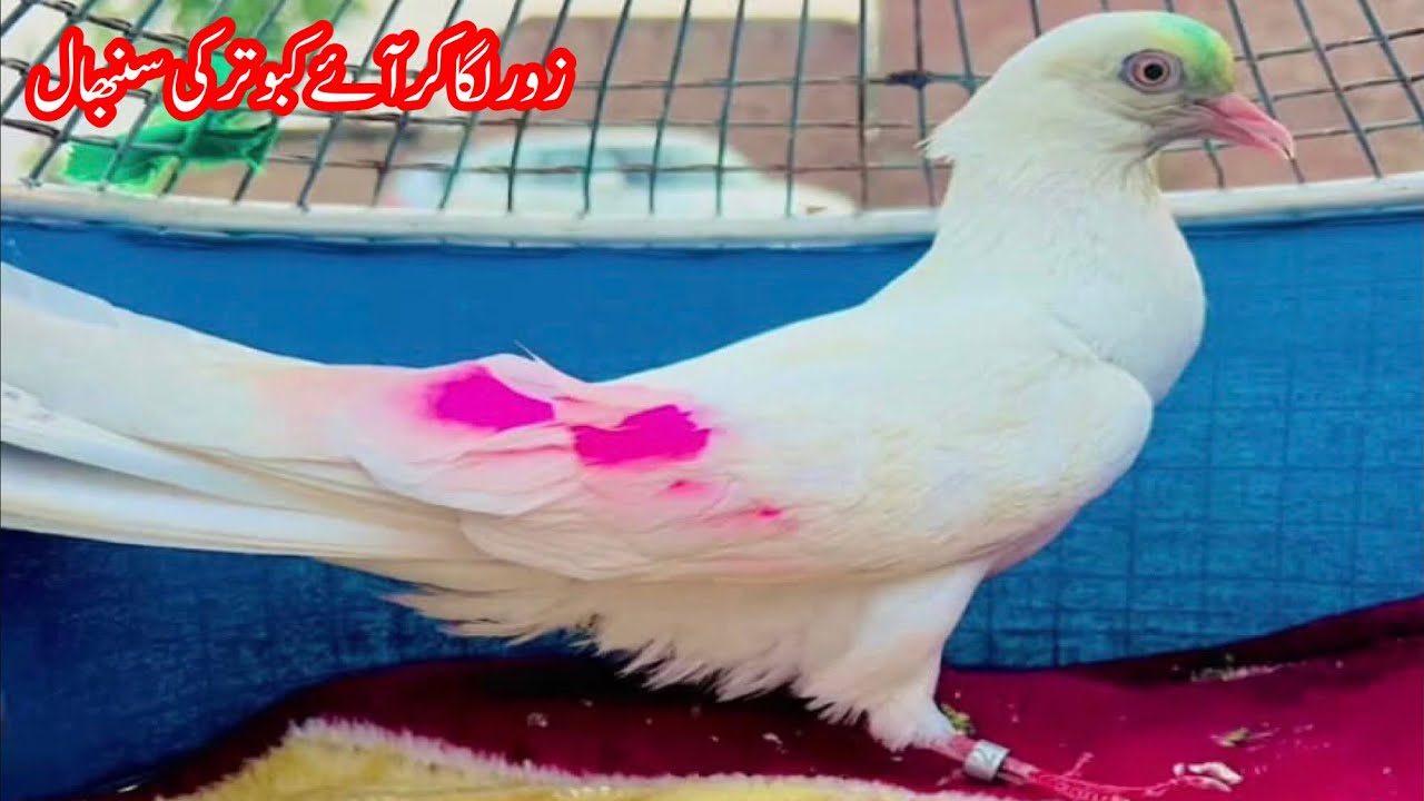 Zoor Laga Ke Aye Kabootar Ki Sambhal Ka Tarika || Afzaal Pigeons