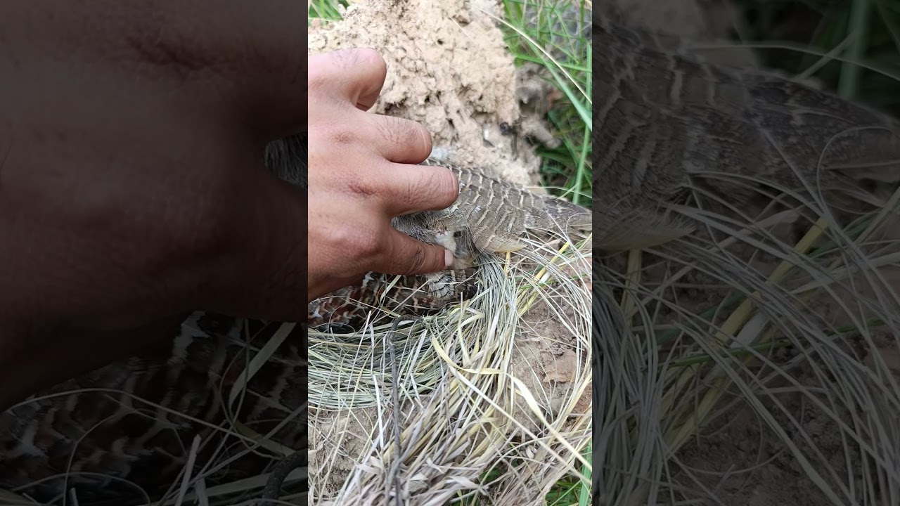 Teetar Bird hatching 