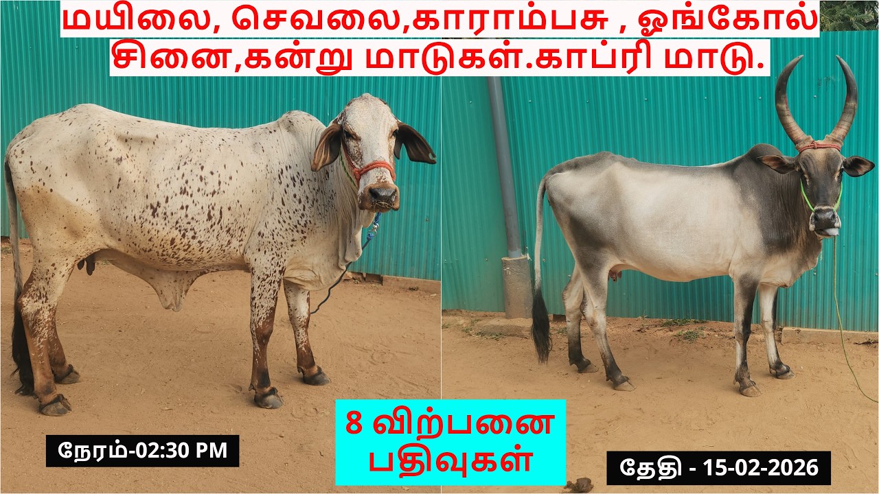8-விற்பனை பதிவுகள்.மயிலை, செவலை,காராம்பசு , ஓங்கோல் சினை,கன்று மாடுகள்.காப்ரி மாடு.