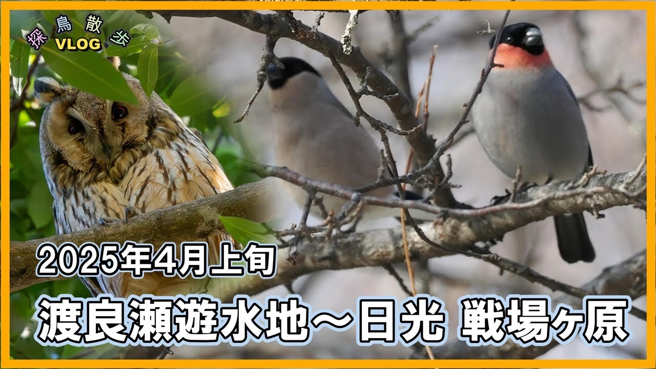 【探鳥散歩 VLOG】渡良瀬遊水地～日光 戦場ヶ原 プチ遠征してきました