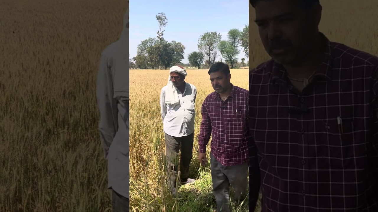 पलक सीड़्स गेहूँ बीज किस्म GW-451 ।