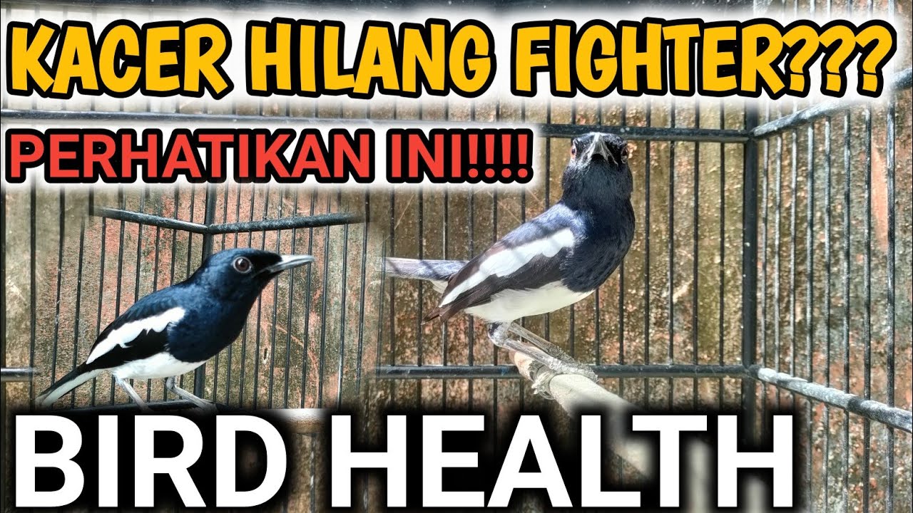 KEMBALIKAN FIGHTER KACER AKIBAT SALAH RAWATAN | BIRD HEALTH | CARA MERAWAT KACER