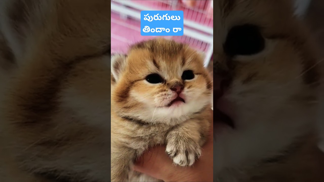 Purugulu #funnydubb #aniimalsdubbing #cat #kitten #fu #animalfundub #catlover #funnydubsmash #shorts