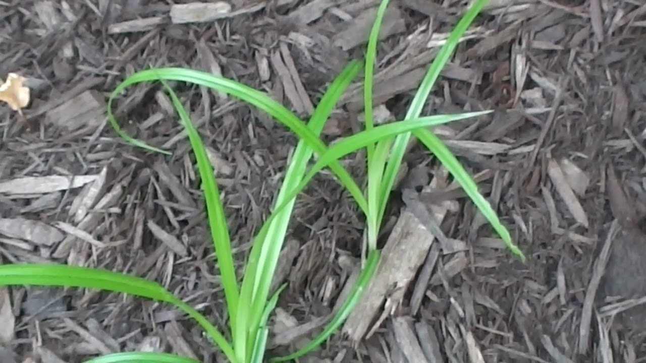 PROBLEM: That ain&rsquo;t grass, it&rsquo;s nutsedge!
