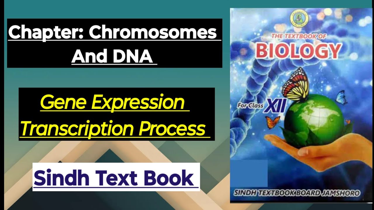 XII Chp Chromosomes And DNA Transcription Process Sindh Board Biology 