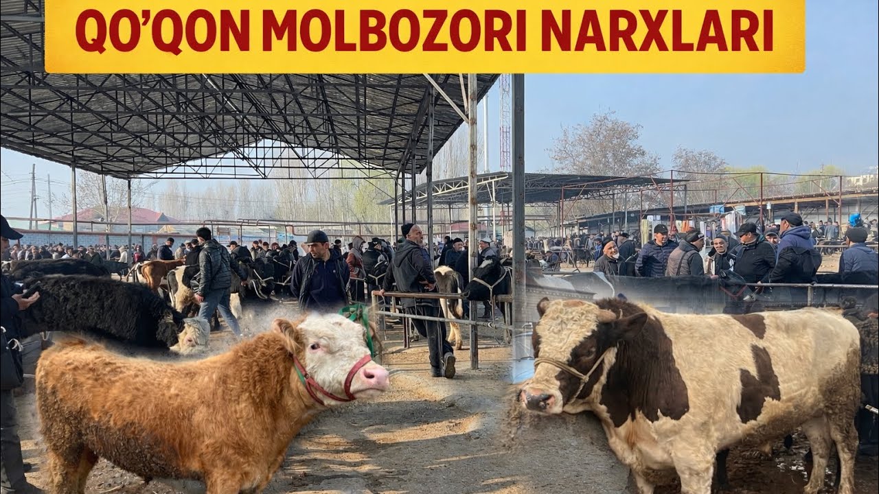 Molbozor narxlari Qoqon molbozori✅✅✅🔥🔥🔥😱😱😱😱🤔🤔👍👍🤝🤝💯💯💯💯