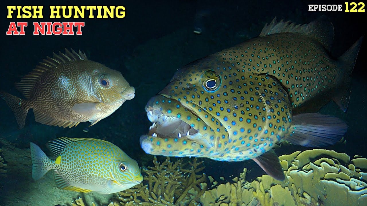 NIGHT SPEARFISHING EPISODE 122 | FISH HUNTING AT NIGHT