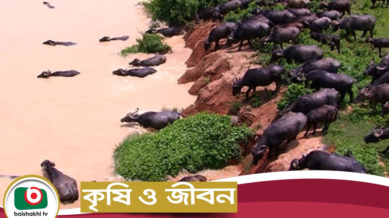 Krishi O Jibon EP-38 | Bangladesh Livestock Research Institute | Agriculture Development Program