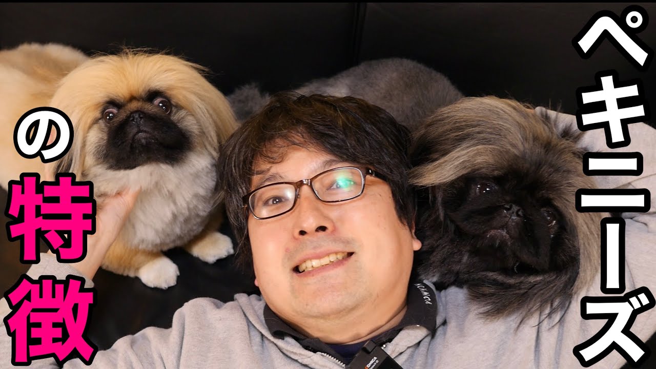 つぶらな瞳の短頭種！【ペキニーズの特徴】をペットショップ店長が解説します！
