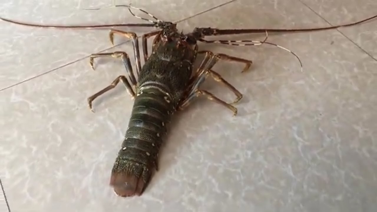 Tôm Hùm Alaska cực to và rất ngon // Tôm Hùm // Alaska Lobster