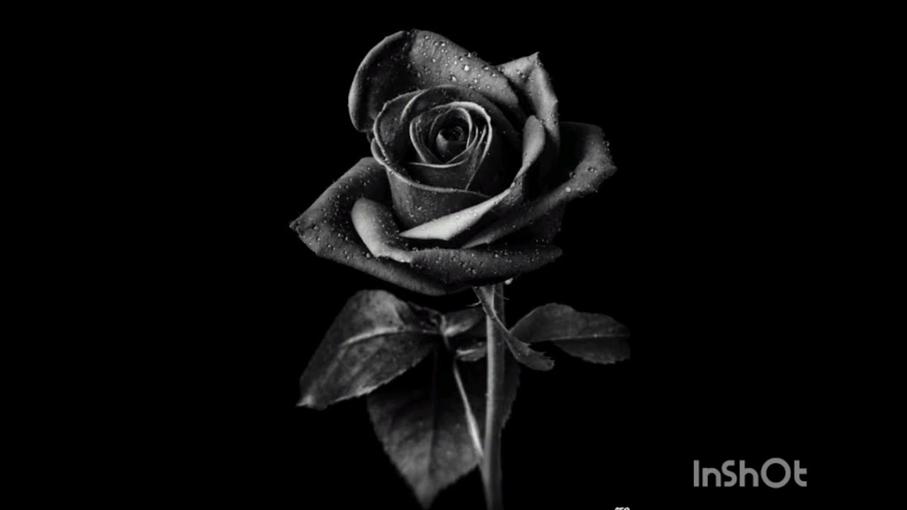 Rosa negra. #buying #desesperanza #Toxicidad