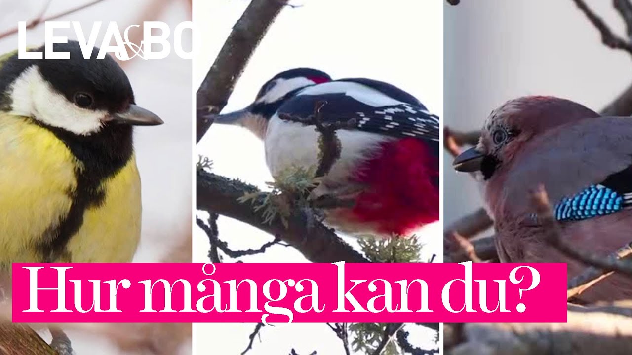 12 vanliga vinterfåglar i trädgården – så känner du igen dem