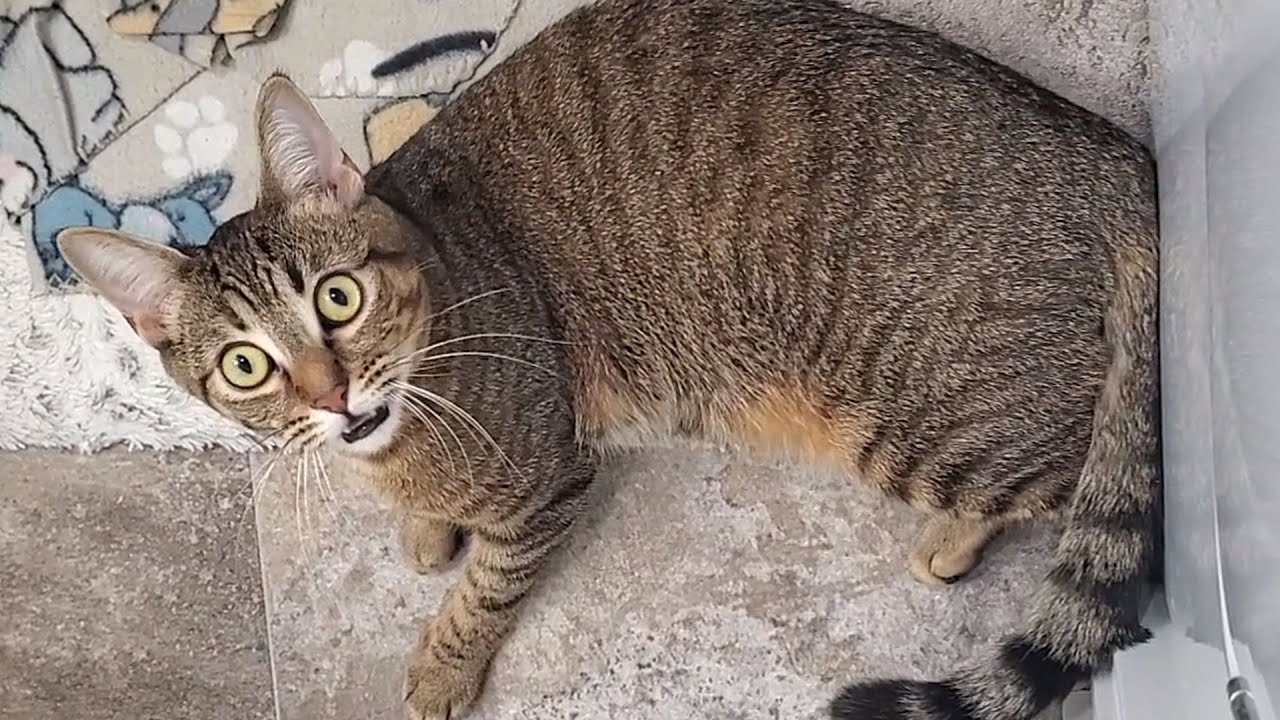 Ivy makes crazy noise when she wants to play cat chase own tail talking cat