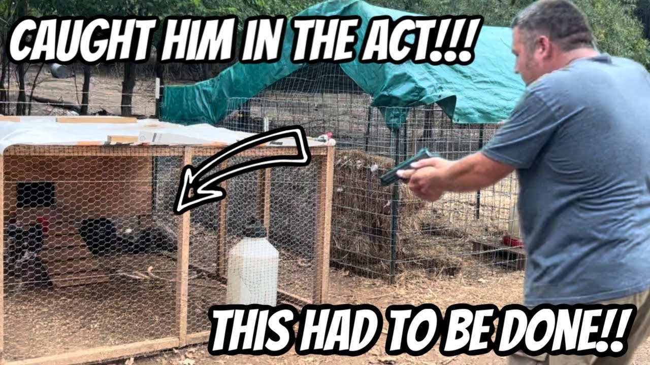 Predator Attack In Broad Daylight!!